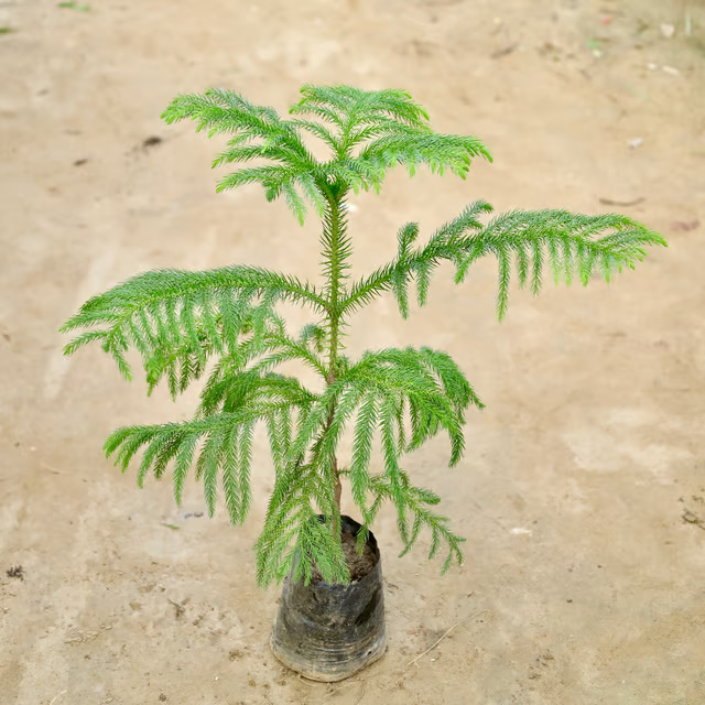 ashoka plant