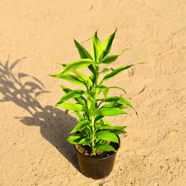 bamboo plant