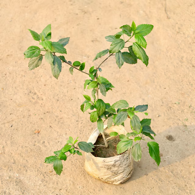 hibiscus plant 1