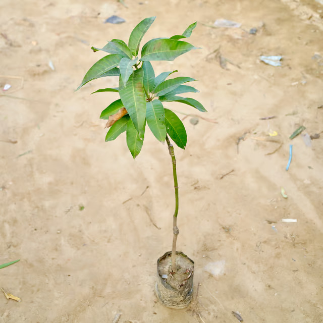 mango plant
