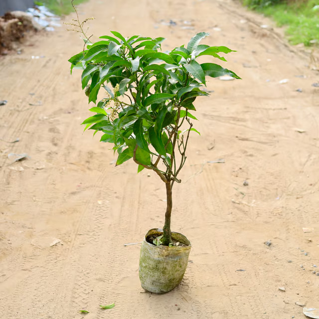 mango plant