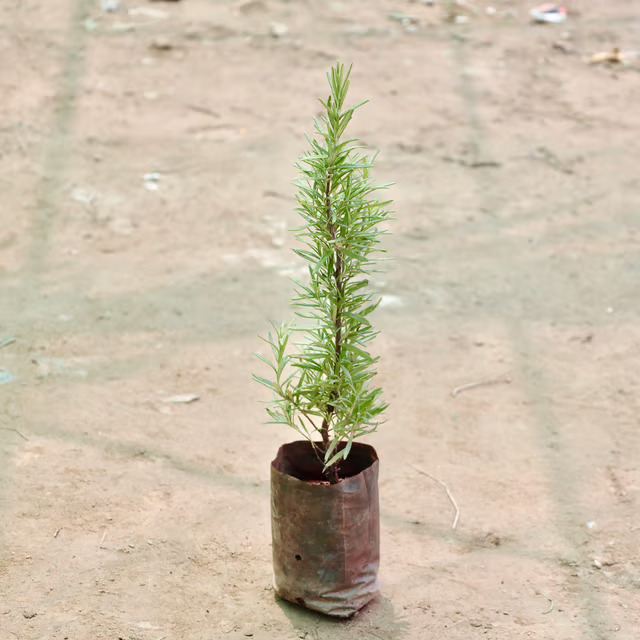 rosemary plant